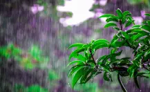 6 cultivos ideales para sembrar en tu huerto durante la temporada de lluvias