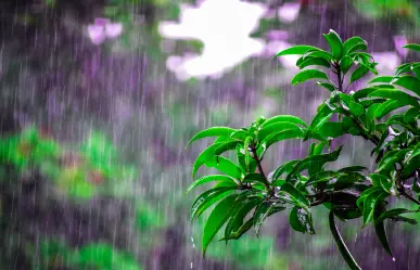 6 cultivos ideales para sembrar en tu huerto durante la temporada de lluvias