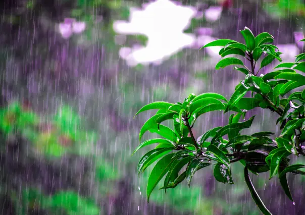 6 cultivos ideales para sembrar en tu huerto durante la temporada de lluvias