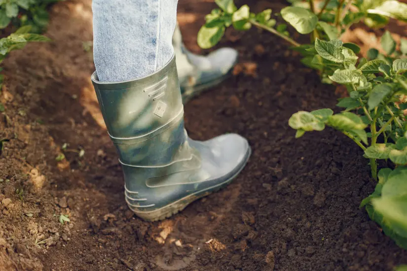 Aprovecha la temporada de lluvias para sembrar y cultivar, disfrutando del clima cálido y las lluvias que favorecen el crecimiento. Foto: Canva