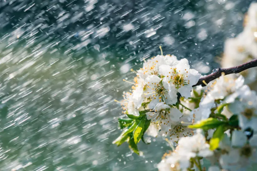 Entre mayo y julio es una temporada ideal para sembrar y cosechar en el huerto, aprovechando las lluvias y el clima cálido. Foto: Canva