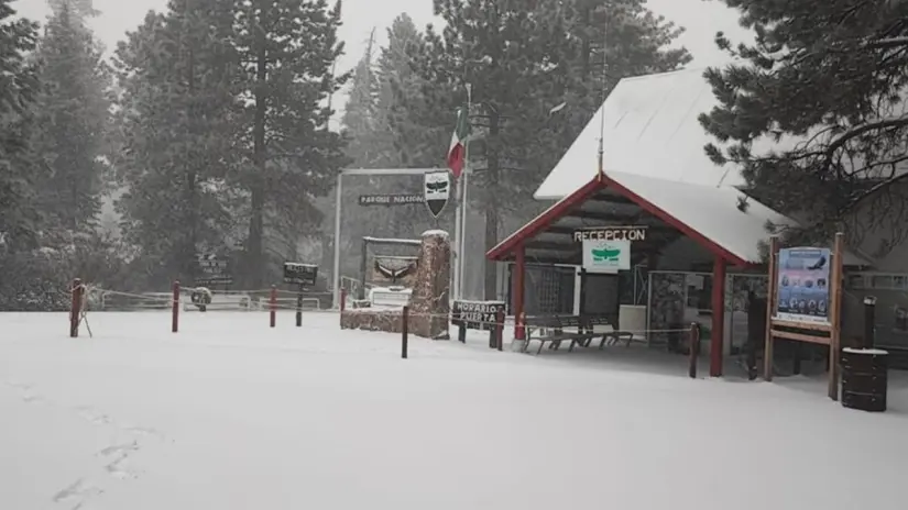Foto: Facebook / Parque Nacional Sierra de San Pedro Mártir