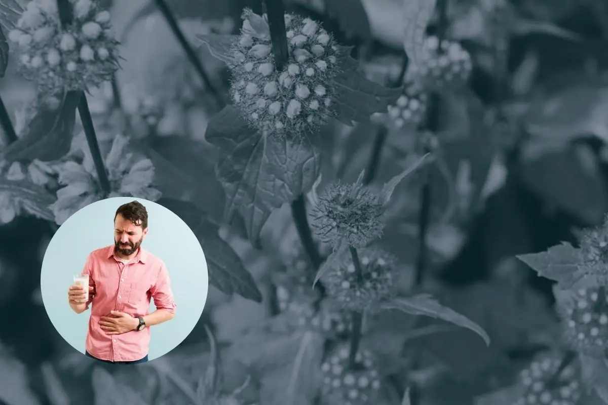 Entre las especies más valoradas en esta zona destaca el Poleo, una planta nativa con múltiples propiedades terapéuticas. Foto: Cuerpomente / CANVA