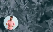Esta es la planta nativa de Nuevo León que puede aliviar el empacho y náuseas