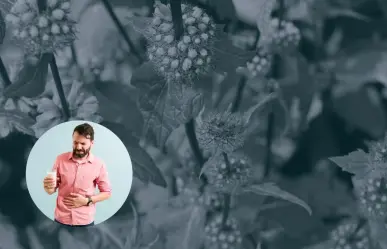Esta es la planta nativa de Nuevo León que puede aliviar el empacho y náuseas