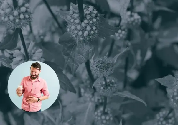 Esta es la planta nativa de Nuevo León que puede aliviar el empacho y náuseas