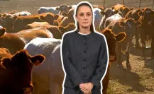 Gusano barrenador: México y Estados Unidos siguen sin acuerdo para reabrir frontera ganadera