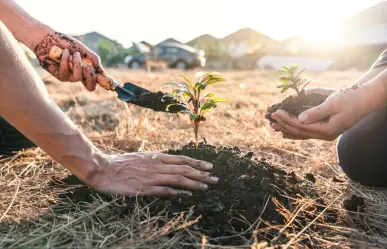 Ramos Arizpe lanza plan verde para iniciar reforestación, ¿en qué consiste? 