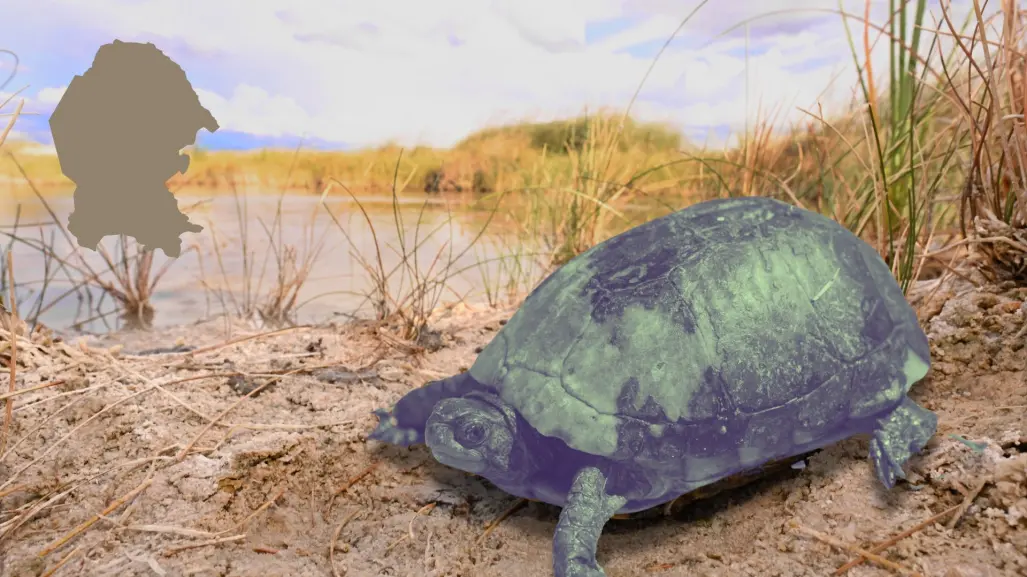 El animal con rasgos prehistóricos que solo existe en Coahuila