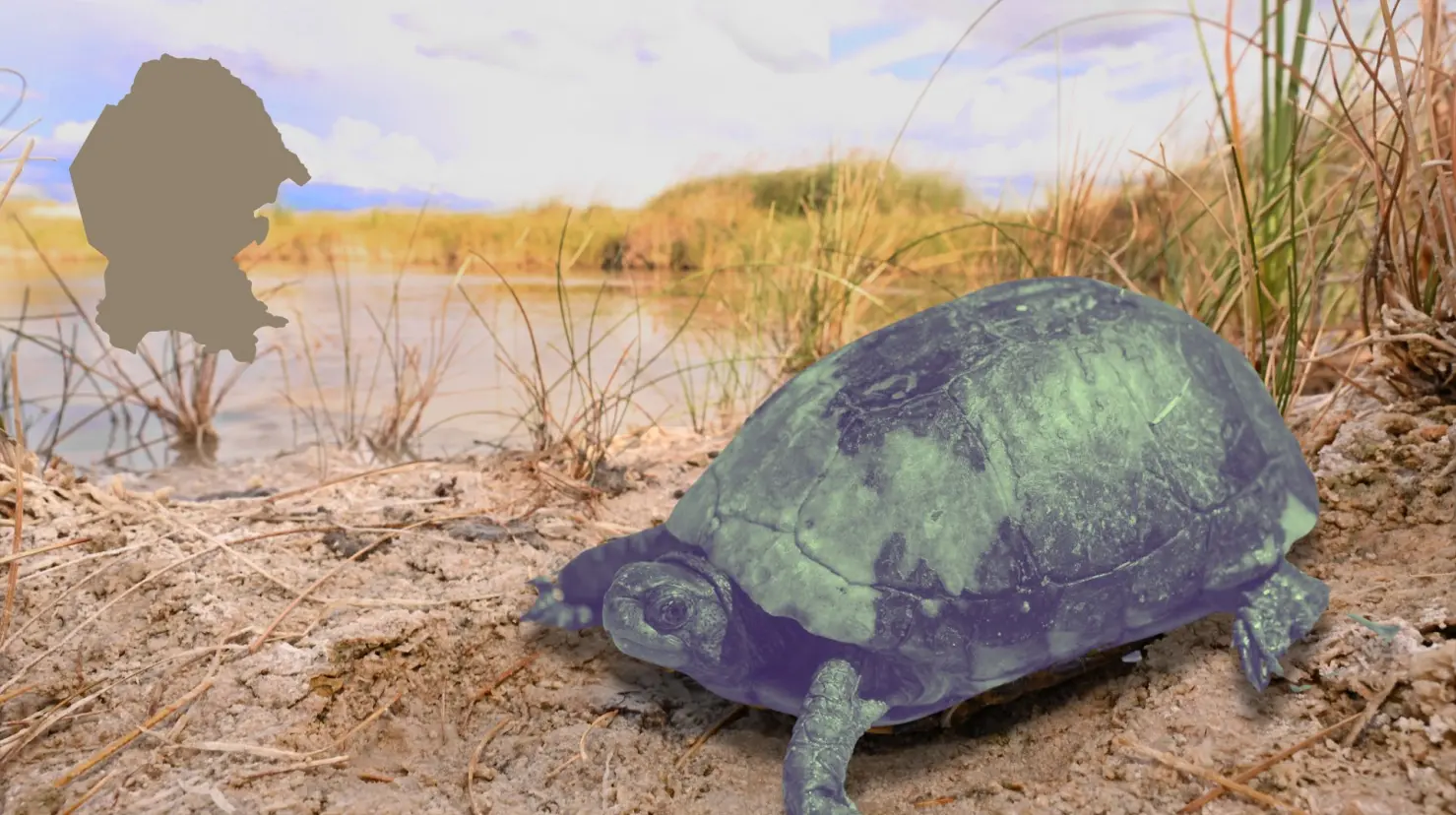 La tortuga Terrapene Coahuila habita en el valle de Cuatro Ciénegas. (Fotografía: Ecovida)