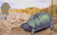 El animal con rasgos prehistóricos que solo existe en Coahuila