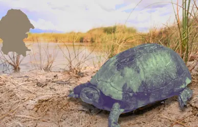 El animal con rasgos prehistóricos que solo existe en Coahuila