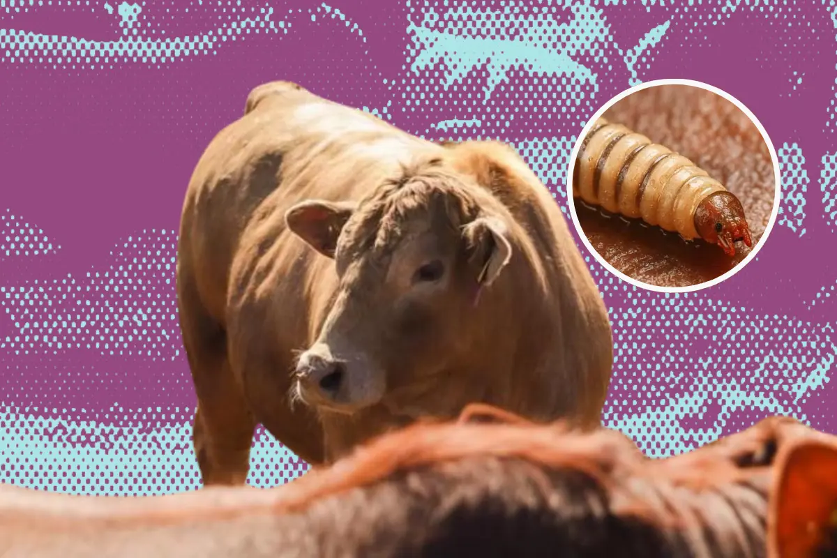 Los productores de carne de res en corral han unido esfuerzos con autoridades estatales ante la posible llegada del gusano barrenador/Foto: POSTA