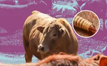 Aquí te decimos cómo se prepara Nuevo León ante la amenaza del gusano barrenador