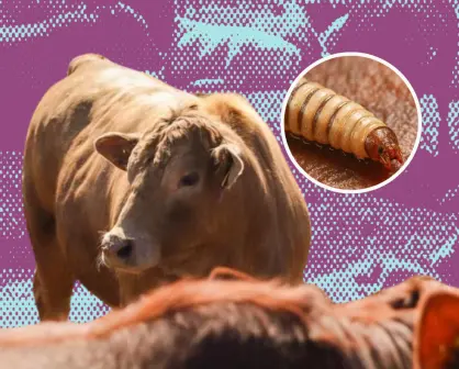Aquí te decimos cómo se prepara Nuevo León ante la amenaza del gusano barrenador