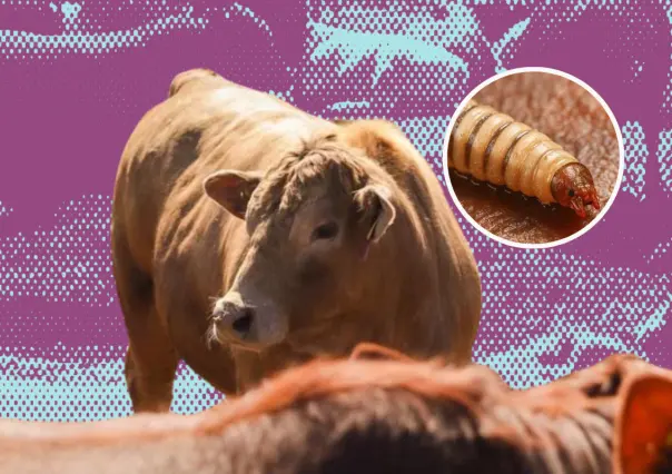 Aquí te decimos cómo se prepara Nuevo León ante la amenaza del gusano barrenador