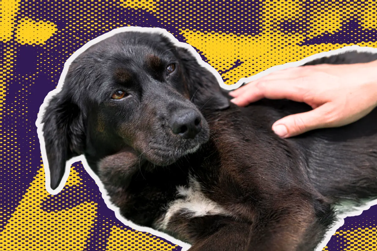 Con esta reforma se busca castigar de manera más dura la crueldad y el maltrato animal/Foto: POSTA