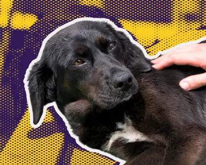 Buscan aumentar años de cárcel para quien maltrate animales en Nuevo León