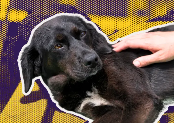 Buscan aumentar años de cárcel para quien maltrate animales en Nuevo León