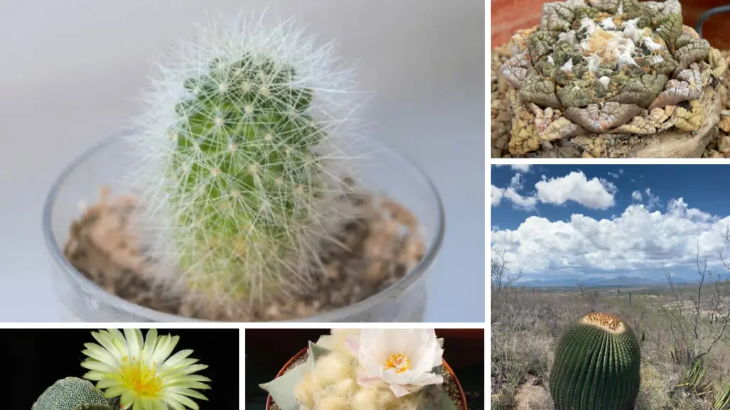 5 cactus nativos de Tamaulipas que son los favoritos de los coleccionistas