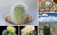 5 cactus nativos de Tamaulipas que son los favoritos de los coleccionistas