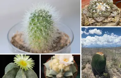 5 cactus nativos de Tamaulipas que son los favoritos de los coleccionistas