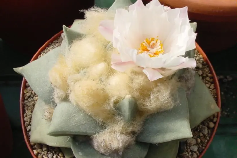 Ariocarpus retusus. Foto: Wikipedia