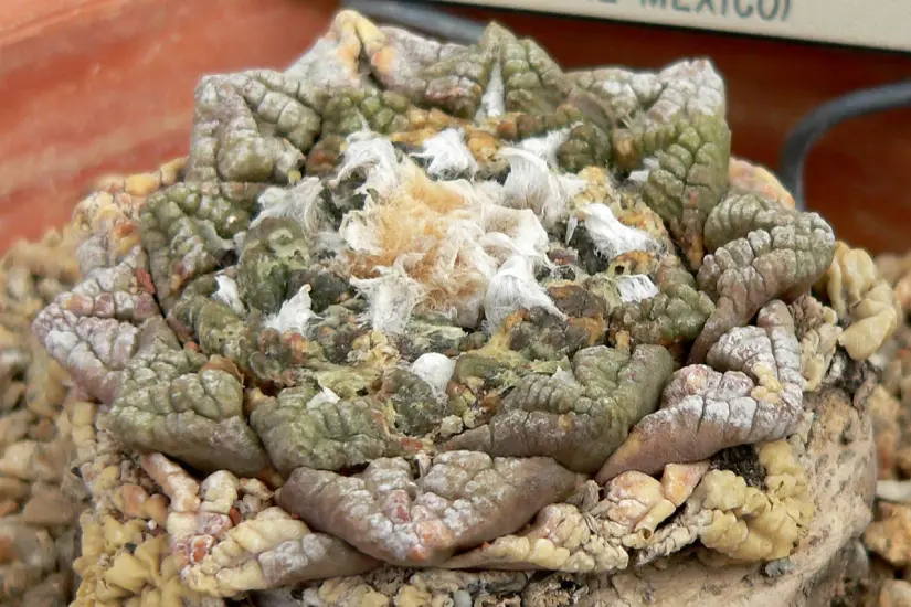 Ariocarpus fissuratus. Foto: Wikipedia