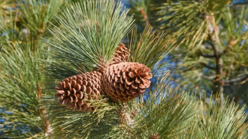 Foto: Inaturalist