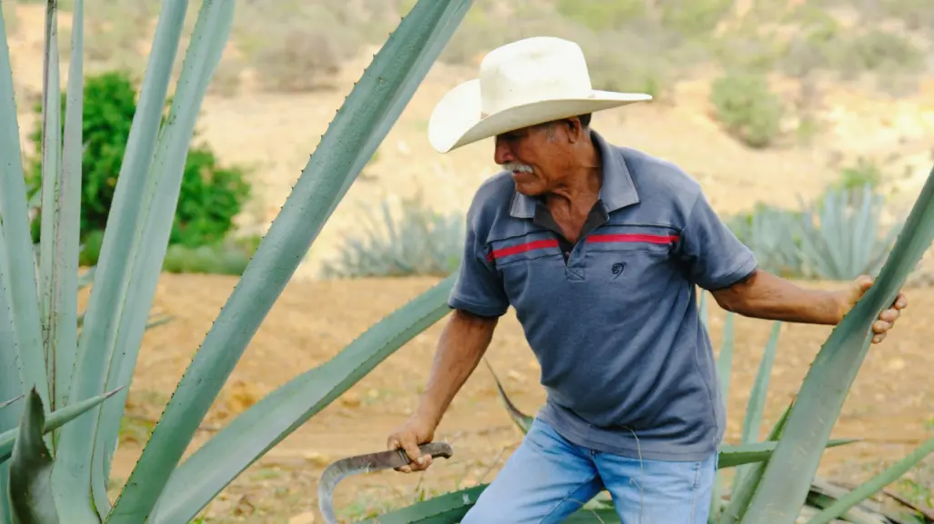 ¿El mezcal del Edomex está en riesgo? Autoridades buscan recuperar su denominación de origen