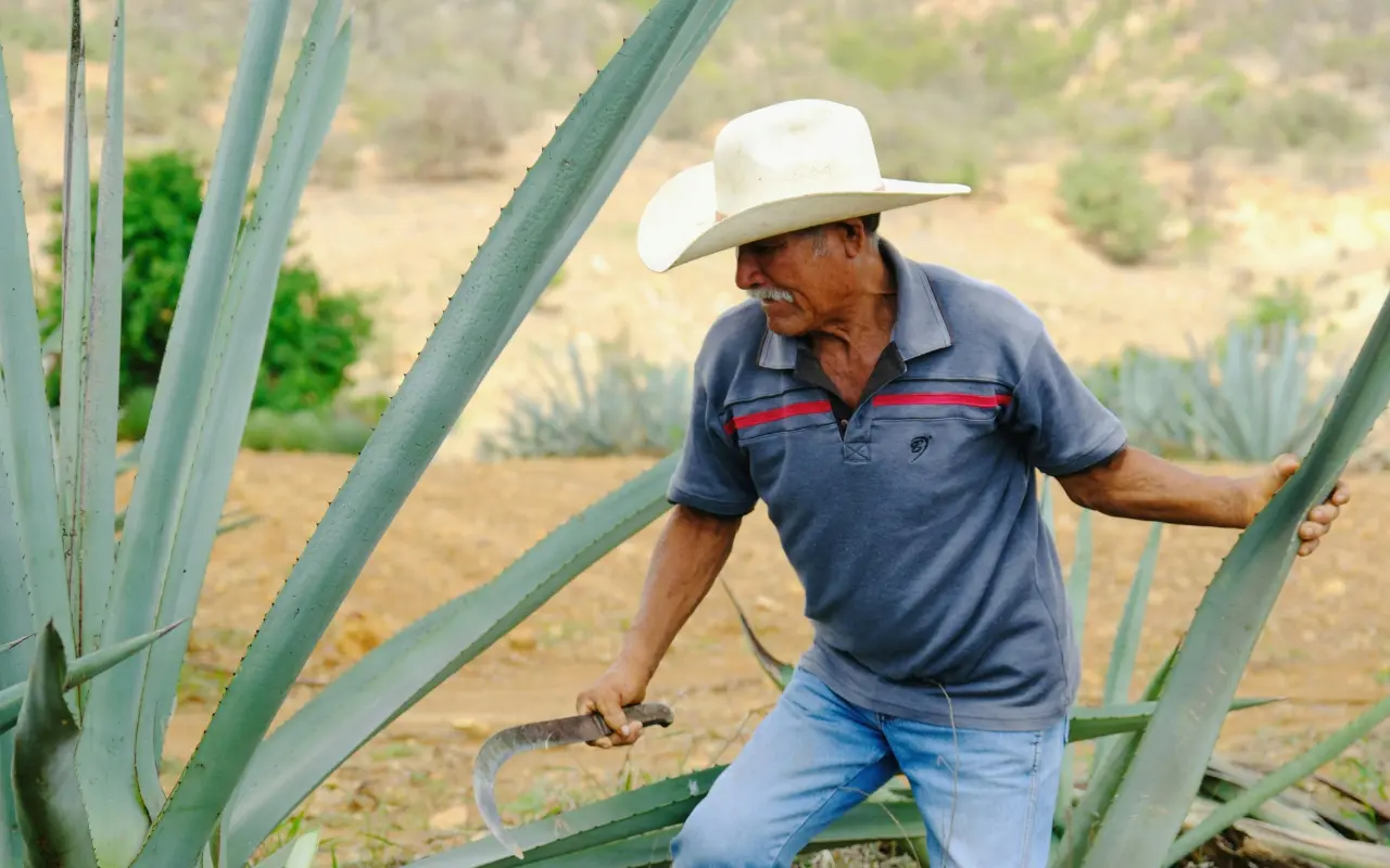 El mezcal mexiquense podría volver a contar con denominación de origen y abrir nuevas oportunidades para los productores del sur del Edomex. Foto: Pexels