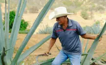¿El mezcal del Edomex está en riesgo? Autoridades buscan recuperar su denominación de origen