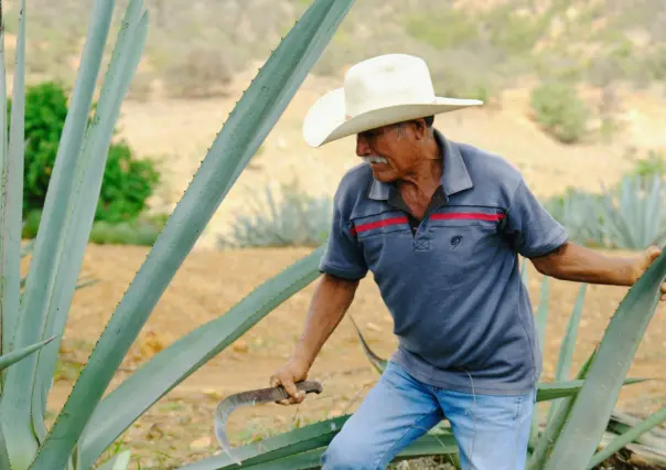 ¿El mezcal del Edomex está en riesgo? Autoridades buscan recuperar su denominación de origen