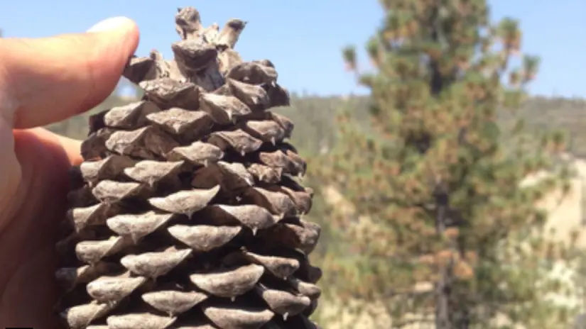 Foto: Inaturalist