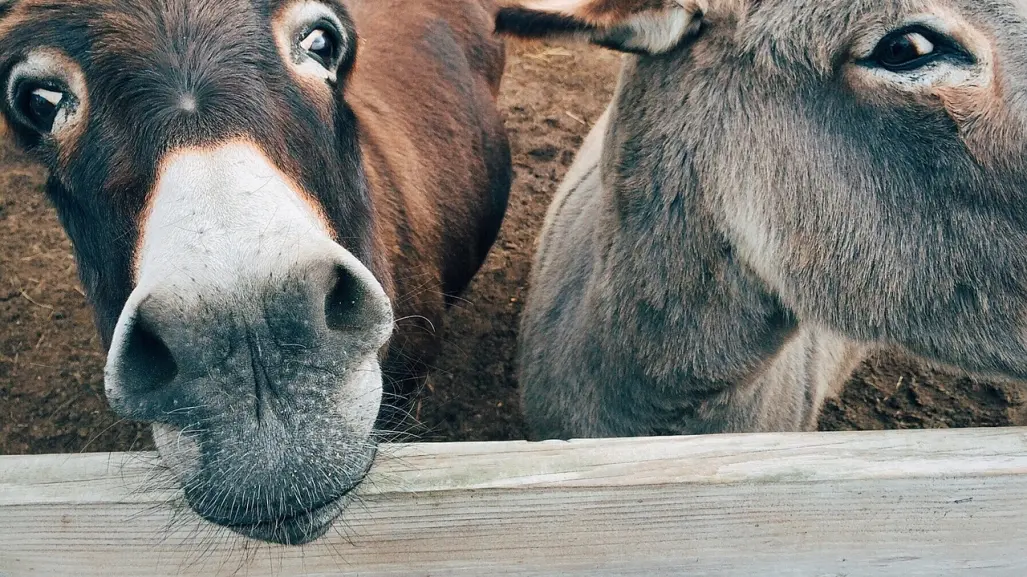 Vecinos de San Felipe de Progreso Edomex intentan linchar a persona por robo de burro