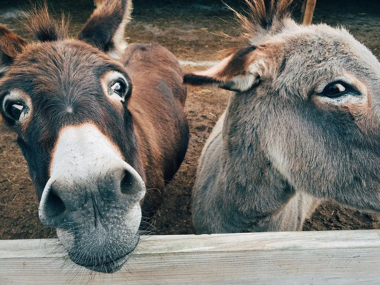 En San Felipe de Progreso, Edomex, vecinos casi lograban linchar a presunto ladrón que intentó robarse un burro. Foto: Pixabay