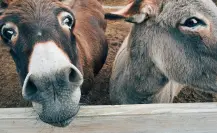 Vecinos de San Felipe de Progreso Edomex intentan linchar a persona por robo de burro