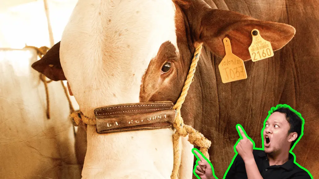 Anuncian agenda ganadera en la Expo Feria Guadalupe 2025