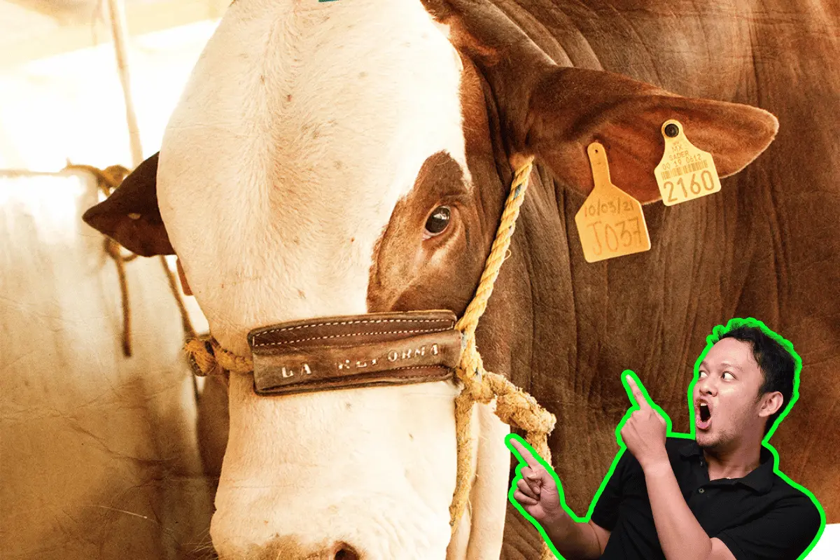 Uno de los eventos más esperados es la Clasificación de Simmental Simbrah. Foto: EFG/Canva.