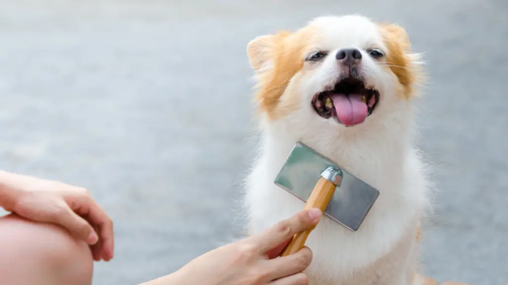 ¿Buscando un nuevo amigo? Estas razas de perro no sueltan pelo y son perfectas para estar en casa