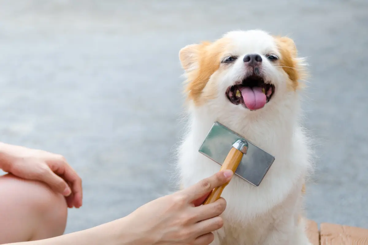 Descubre cinco razas caninas que ofrecen amor y lealtad sin la molestia del pelo en la casa ni complicaciones para entrenar. Foto: Canva