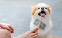 ¿Buscando un nuevo amigo? Estas razas de perro no sueltan pelo y son perfectas para estar en casa