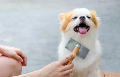 ¿Buscando un nuevo amigo? Estas razas de perro no sueltan pelo y son perfectas para estar en casa
