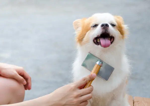 ¿Buscando un nuevo amigo? Estas razas de perro no sueltan pelo y son perfectas para estar en casa