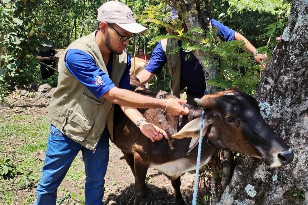 Personal de salud vacunando ganado contra el gusano barrenador Foto: X(Twitter) @oscardomsv