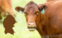 ¿Llegó a Coahuila el gusano barrenador? Esto dice Agricultura