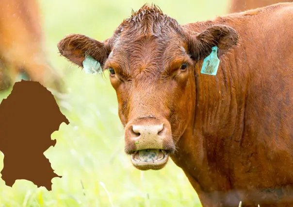¿Llegó a Coahuila el gusano barrenador? Esto dice Agricultura
