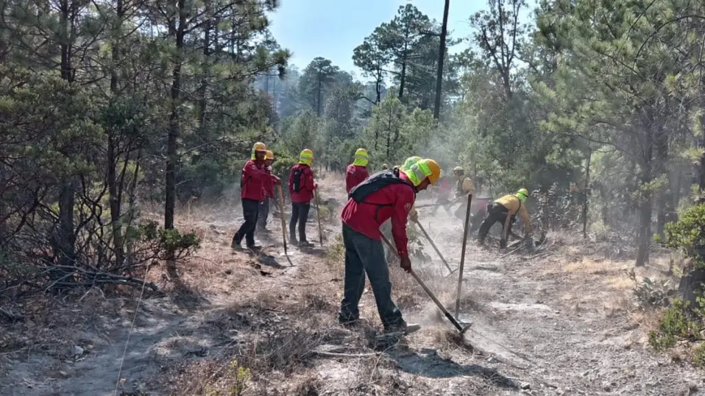 ¿Cuántos árboles destruyó el incendio forestal de Tepehuanes? Esto se sabe