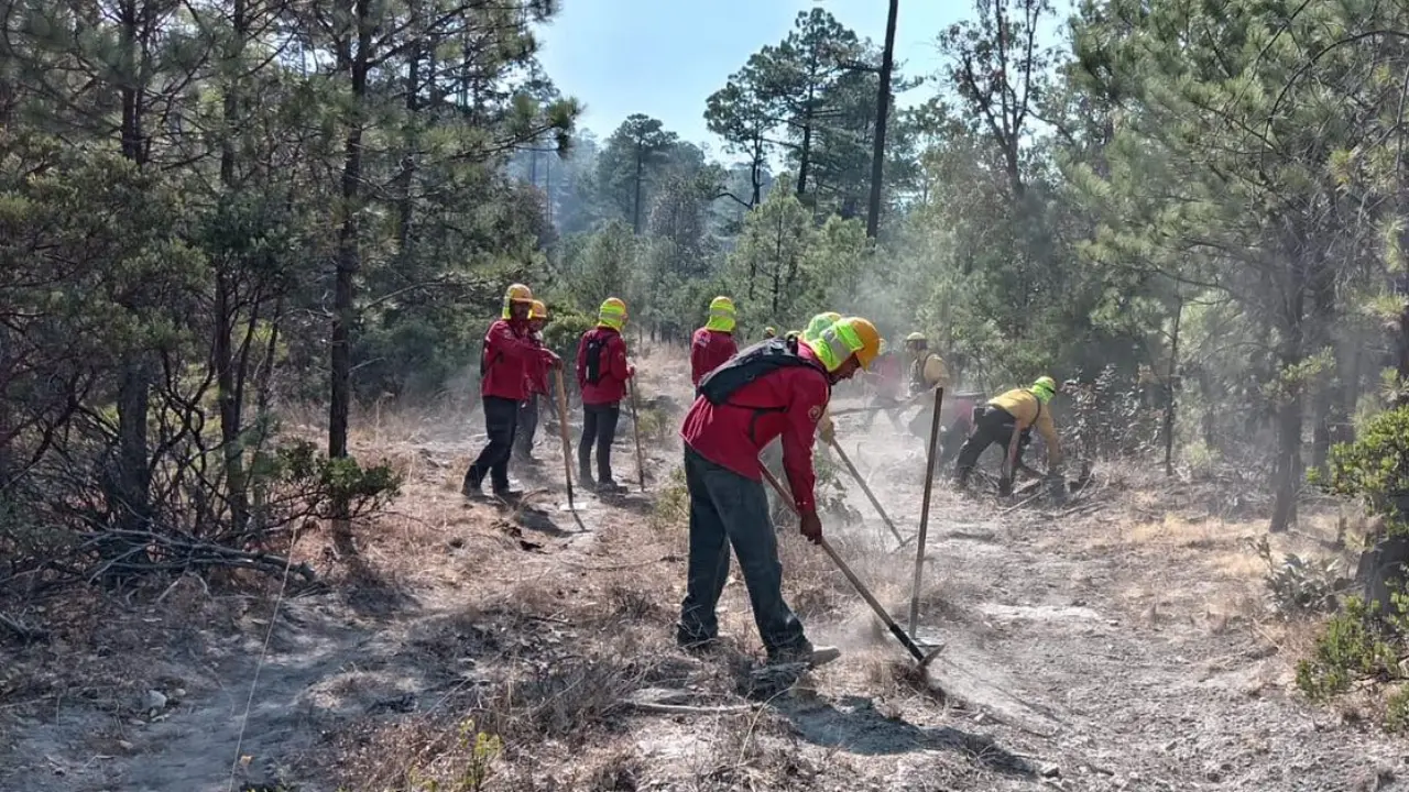 Tras varios días de arduo trabajo, el incendio forestal de Tepehuanes está liquidado. Foto: SRNYMA.