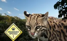 Animal Nativo de Durango que vive en la sierra y está en peligro de extinción